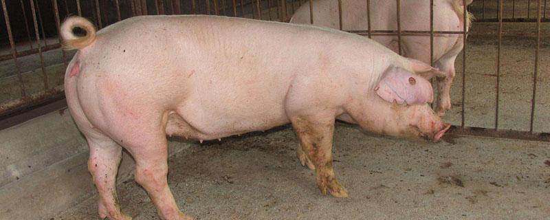 一头母猪猪圈尺寸多少 一头母猪标准圈多大