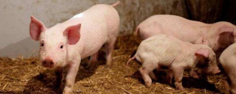 猪的种类有哪些,什么叫原种猪图片 猪的种类有哪些，什么叫原种猪
