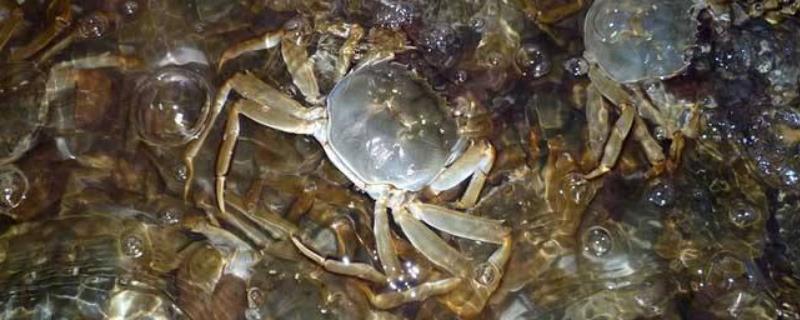 螃蟹规格，螃蟹吃什么饲料增长快 螃蟹饲料排名前十名