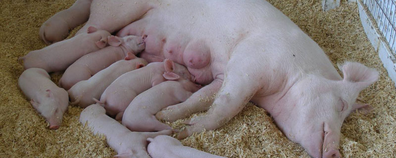 红糖喂母猪的功效与作用 红糖喂仔猪的功效与作用