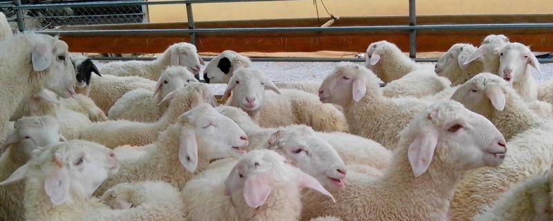 自制羊饲料配方,肉羊快速育肥要点是什么 自制羊饲料配方，肉羊快速育肥要点