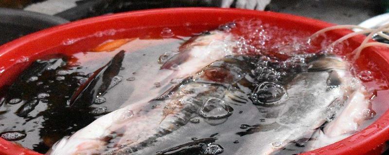 鱼贩为什么要在水里加柴油，加柴油的鱼还能吃吗？如何避免买到柴油鱼