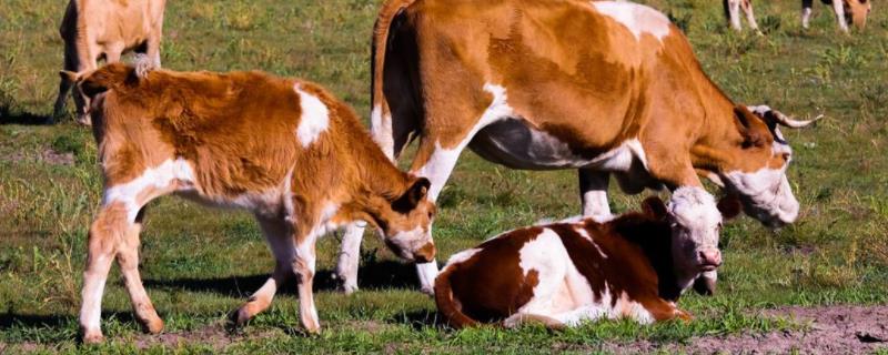 红糖喂牛正确方法，为什么要喂红糖 红糖喂牛好吗