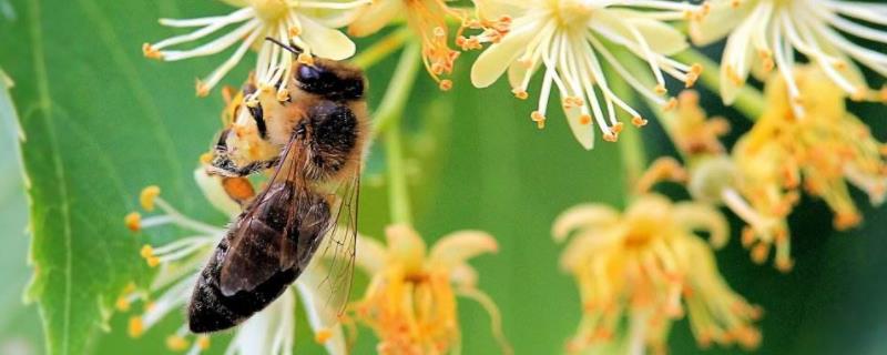 海南蜜蜂种类 蜂种类