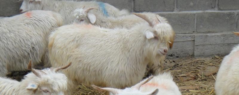 羊喂小苏打正确量 小苏打喂羊的作用和用量?