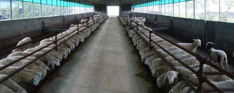 育肥羊的利润与成本 育肥羊的利润与成本北方地区