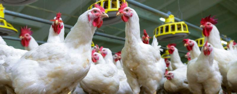 鸡瘟的鸡有什么症状,如何治疗呢 鸡瘟的鸡有什么症状，如何治疗