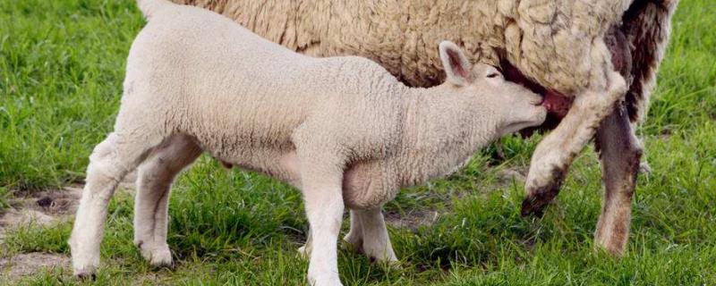 羊一次配多长时间，为什么头胎羊不能留种