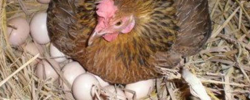 母鸡为什么不用受精就可以生蛋?一只母鸡孵多少蛋合理