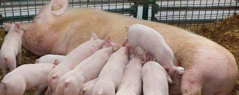 烯丙孕素母猪使用方法，作用是什么 烯丙孕素后备母猪使用方法