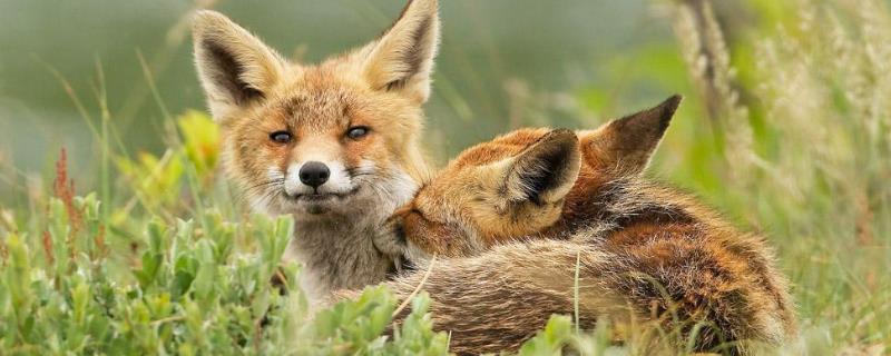狐狸吃什么?喜欢在什么环境下生活 狐狸吃什么的?