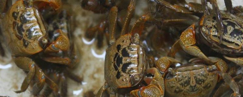 螃蟹怎么养在家里，没水能活多久（养螃蟹不在水里）