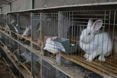 兔子养殖场怎么建 兔子养殖场地