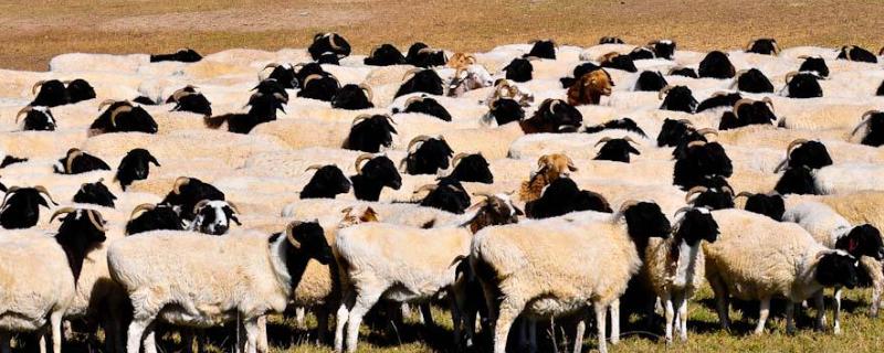 新疆羊怎么样 新疆羊品种，外地羊应激怎么调理