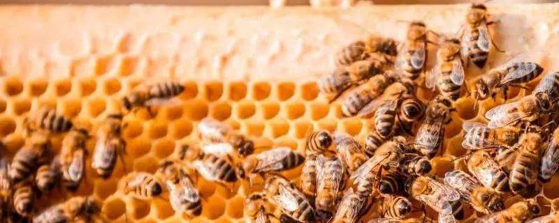 怎样养蜜蜂 蜜蜂养殖技术及蜜蜂养殖方法
