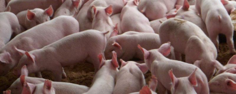 猪体温可以用红外线体温计吗，体温正常不吃食喜卧是什么原因，怎么治疗