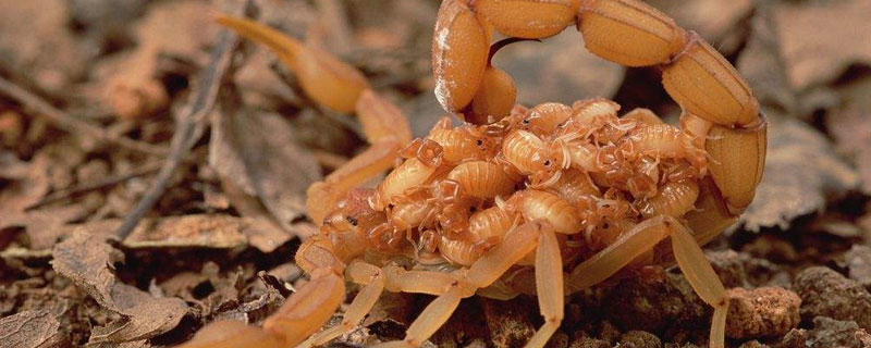 蝎子不吃不喝可以存活几天 蝎子没有食物能活多久