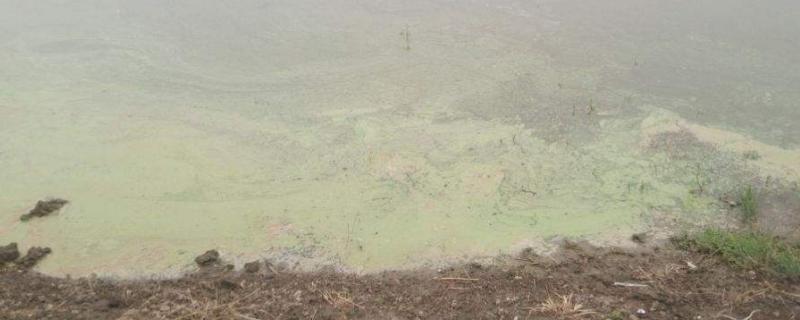 硫酸铜杀藻后怎么解毒，一般多久才能产生效果