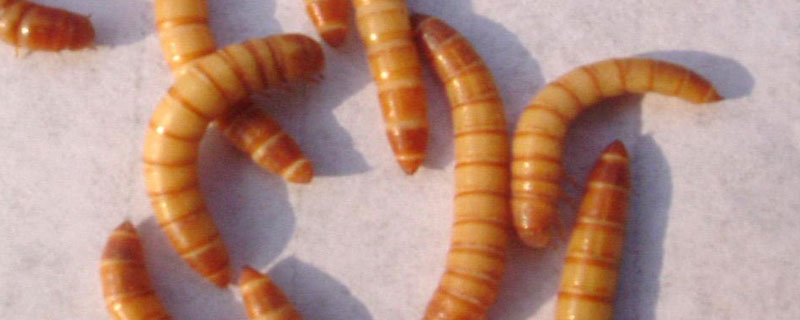 黄粉虫养殖技术与种苗，如何繁殖 黄粉虫的饲养管理方法