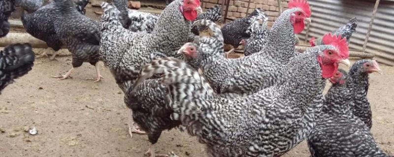 芦花鸡和普通鸡的区别，附芦花鸡的养殖技术
