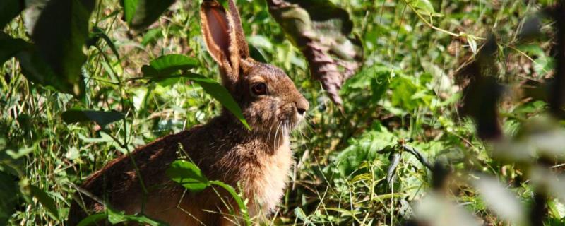 野兔吃什么，野兔和家兔能杂交吗 野兔和家兔吃东西的方式一样吗