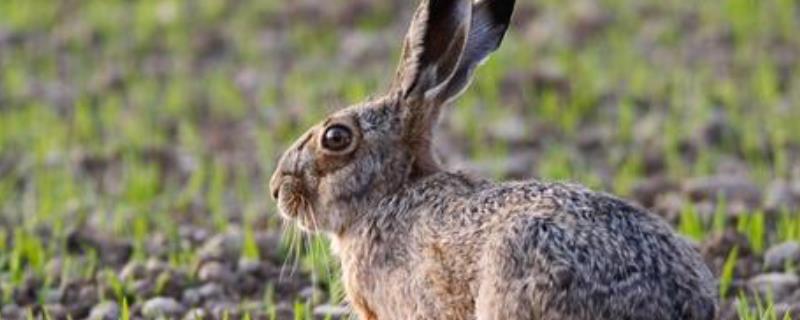 野兔养殖利润分析，一亩能养多少 野兔养殖效益