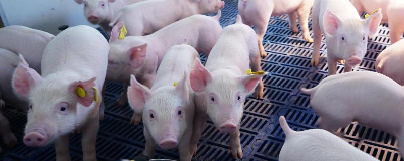 养猪周期，猪的生活习性 猪周期里咋养猪