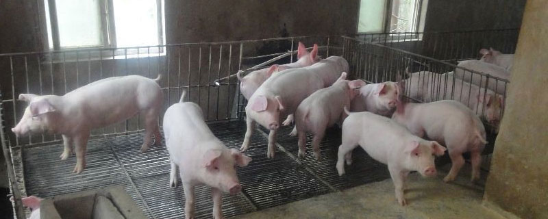 养猪防疫程序表 养母猪防疫程序表