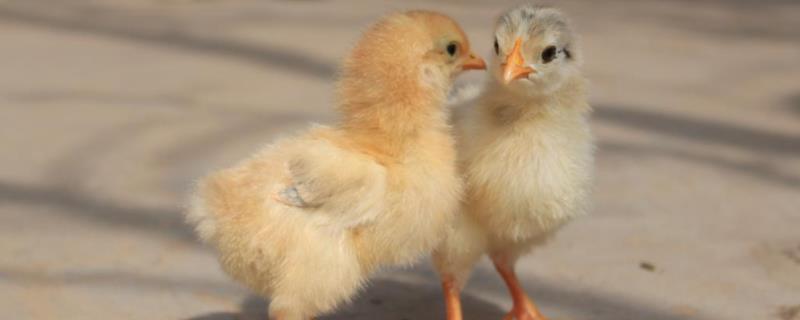 小鸡的特点和外貌，寿命一般多长 小鸡的特点和外貌描写