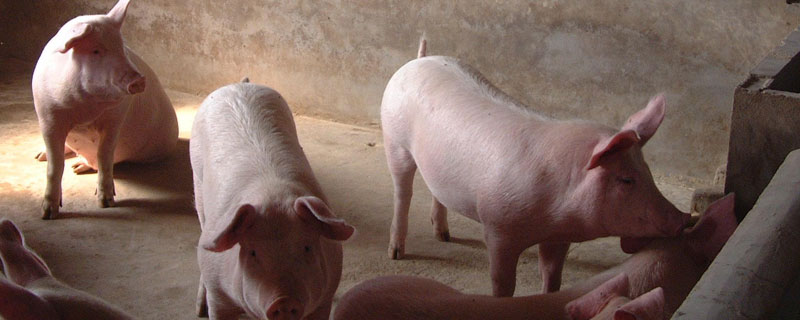 非洲猪瘟 危险期 得非洲猪瘟多久就过了危险期