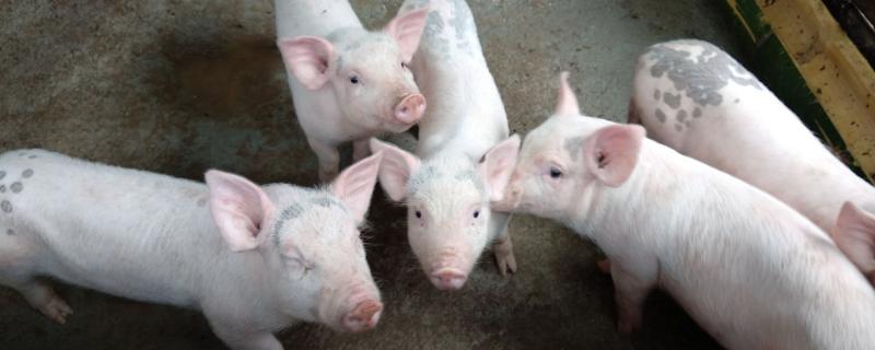 3个月小猪一般多少斤,可以活多少年呢 3个月小猪一般多少斤，可以活多少年