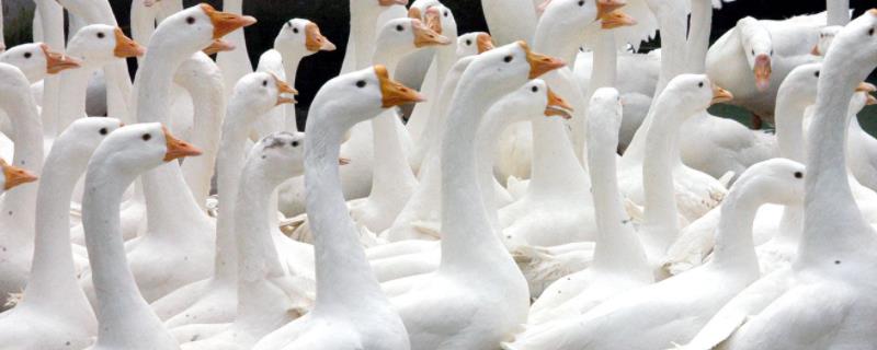 法式鹅肝的鹅是怎么养出来的，需要养多久？如何养殖