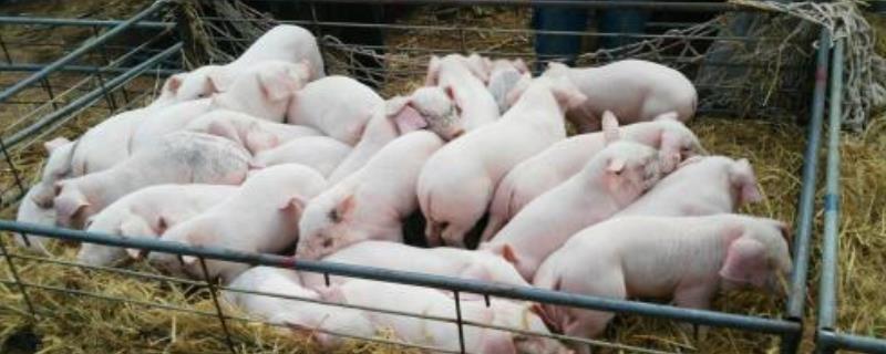 刚出生的小猪人工怎么喂养 人工喂养小猪的方法