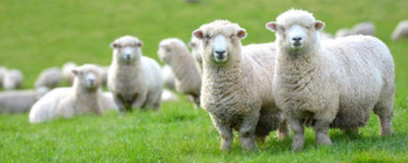羊可以圈养吗，新手如何养羊 羊怎么圈养