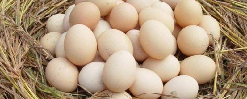 怎么联系收购土鸡蛋的，多少钱一斤 哪里有收购土鸡蛋多少钱一斤