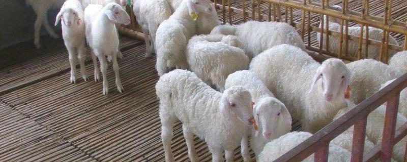 羊怎样养殖 羊如何养殖