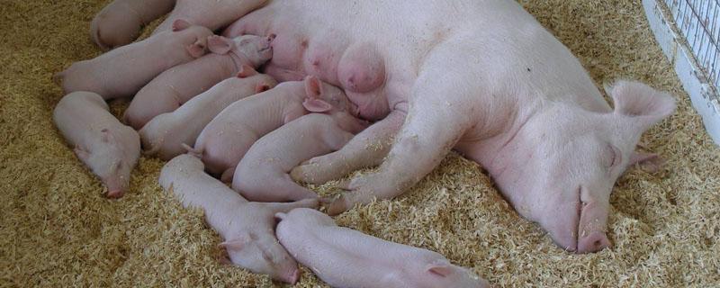 母猪生产需要多长时间 母猪生产周期多少天