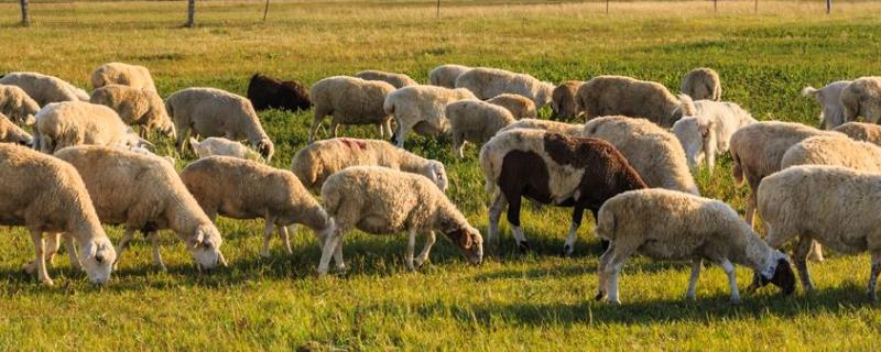 羊舍应该怎么建 羊舍怎么建，如何养羊和预防疾病
