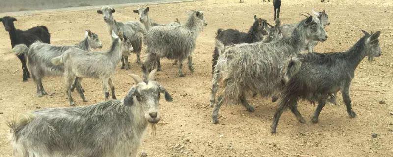 一胎六七只的山羊品种 一年两胎的山羊品种