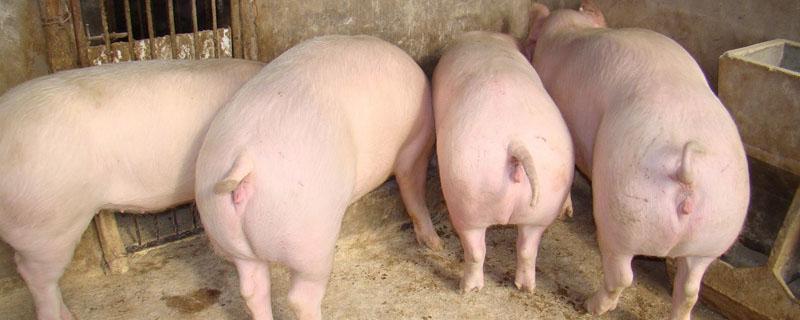 母猪一天喂几斤料最合适 母猪一天喂几斤料最合适?