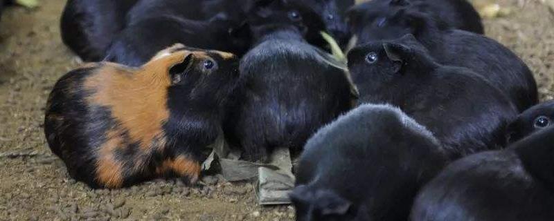 豚鼠能活多久，和荷兰猪有何区别 荷兰猪豚鼠寿命