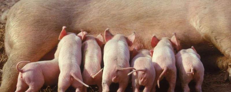 母猪的饲养管理要点 养母猪的管理和饲养方法