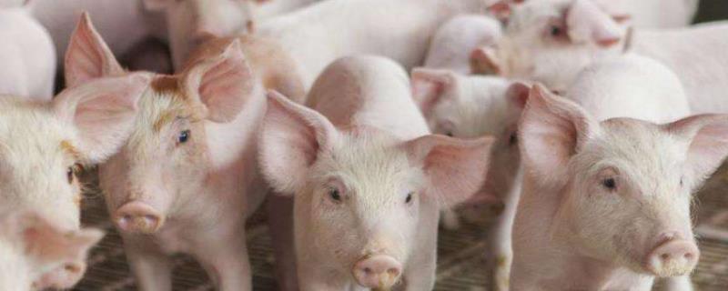 怎样养猪成本低养猪技术，养猪的利润与成本和有什么风险