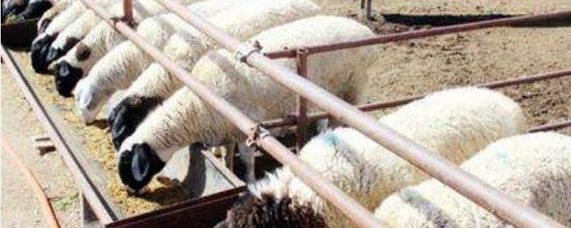 养羊防病大全 养羊11种常见病的防治