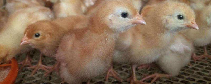 海兰褐蛋鸡散养算笨蛋吗 海兰褐蛋鸡产蛋性能，可以散养吗