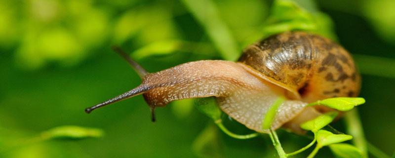描写蜗牛怎么吃东西 蜗牛怎么吃东西