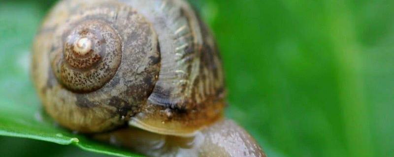 什么样的蜗牛有毒，可食用的是哪种 哪种蜗牛有毒?