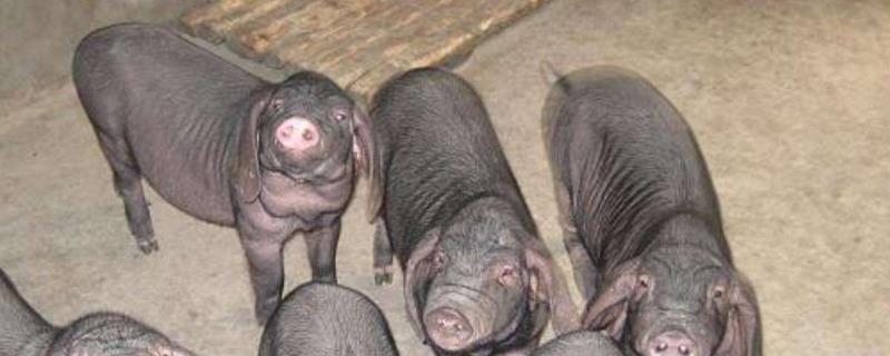 梅山猪和太湖猪区别,几个月能配种成功 梅山猪和太湖猪区别，几个月能配种