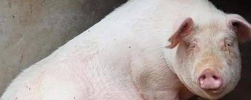 猪用什么器官辨味，用什么器官排毒 猪身上的什么器官人可以用
