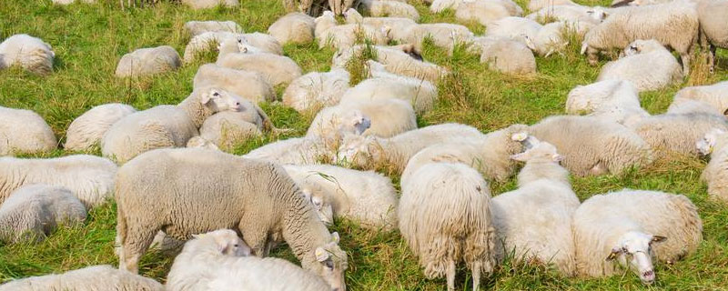 羊的出肉率是多少 羊的出肉率百分之多少